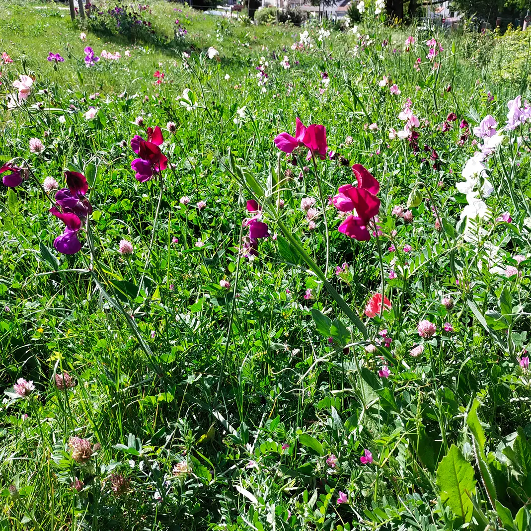 La prairie fleurie