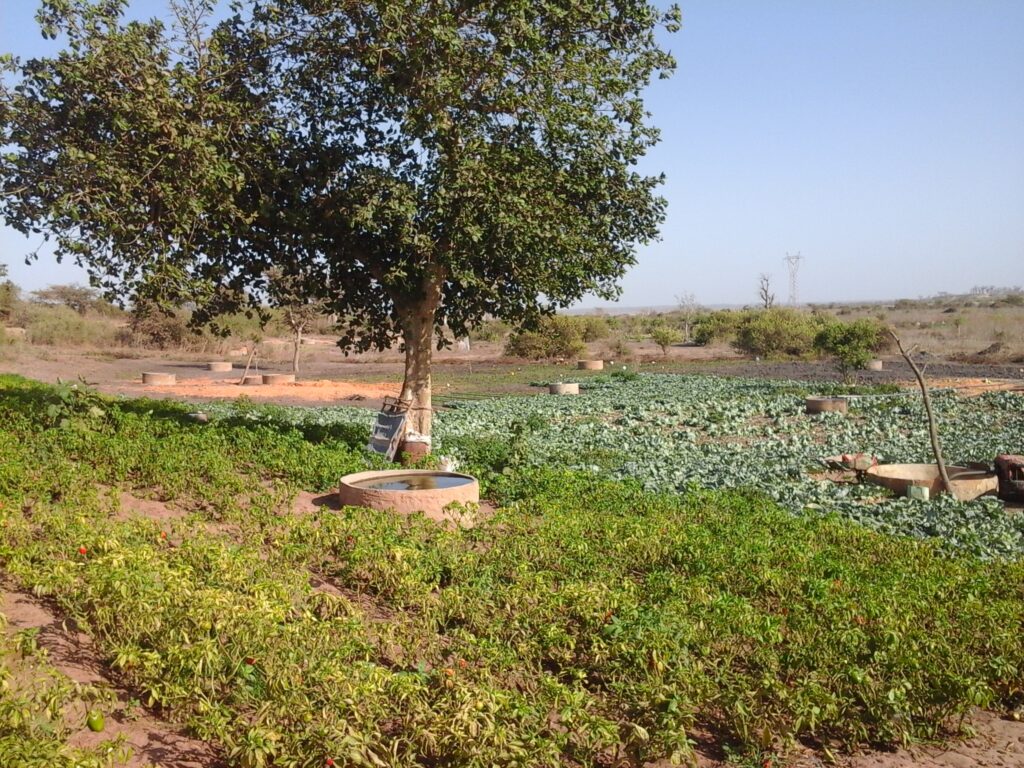 Périmètres maraîchers du Gire soutenu par Sénéo