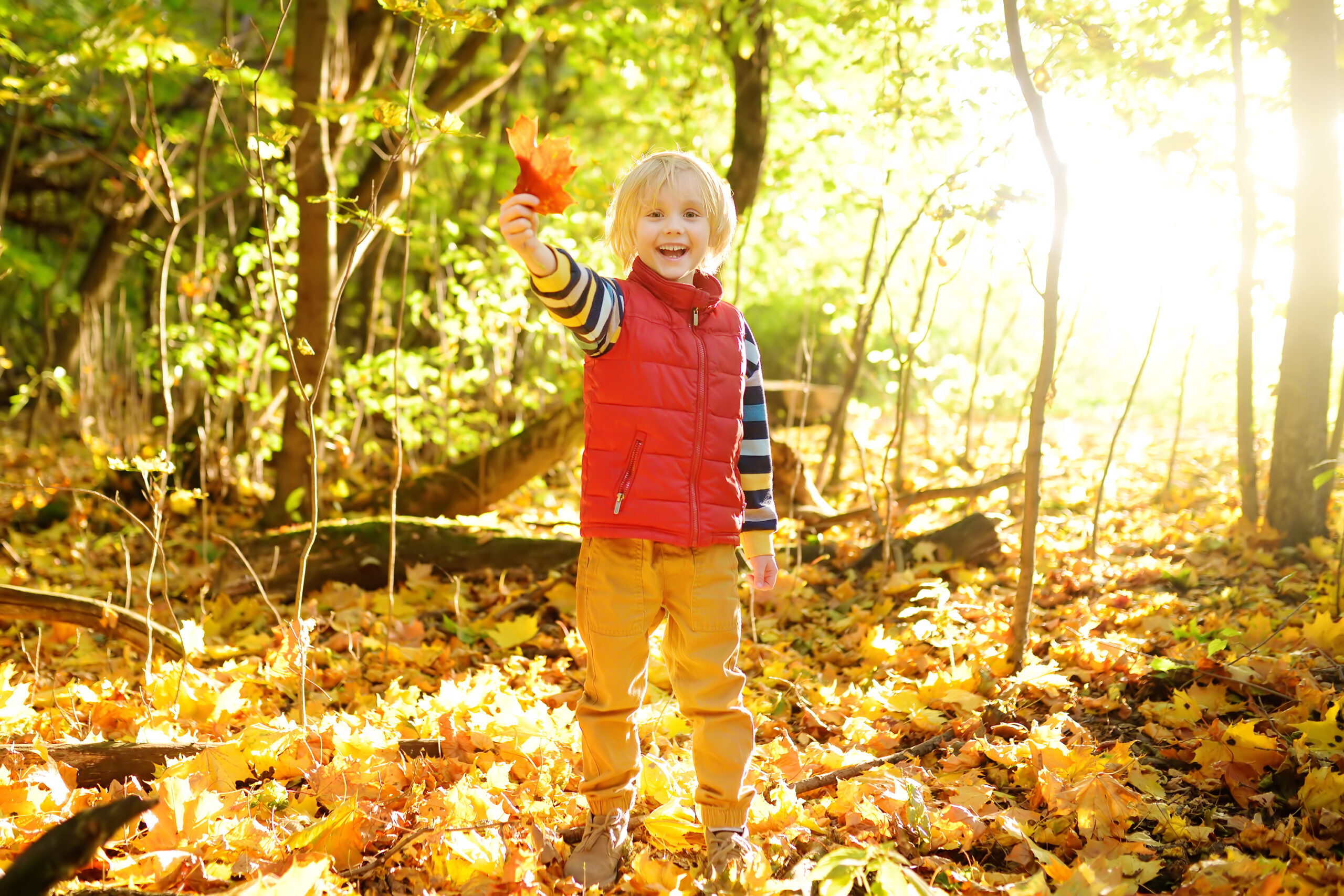 Little boy having fun during stroll in the forest at sunny autumn day. Child playing maple leaves. Active family time on nature. Hiking with little kids in the fall